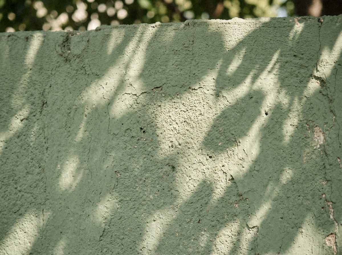 Mur de jardin enduit à la chaux vert sauge, surface craquelée et patinée par le temps, ombres de feuillage projetées par le soleil